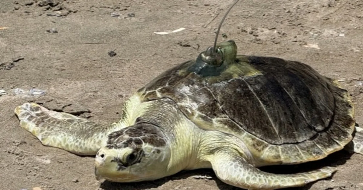 Una tortuga marina en peligro de extinción de 5 kilos llamada Pancake fue encontrada aturdida por el frío en una playa de Cape Cod. Pasó siete meses alimentándose de camarones y almejas en rehabilitación y fue devuelta al Atlántico en Coney Island con un dispositivo de seguimiento satelital