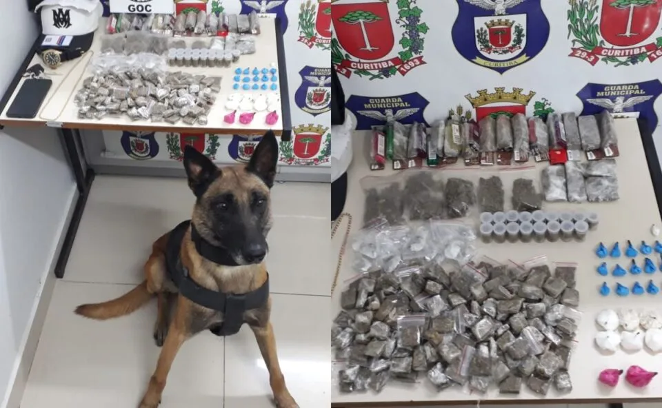 Cão farejador encontra drogas escondidas entre recicláveis e homem é preso no Parolin, em Curitiba