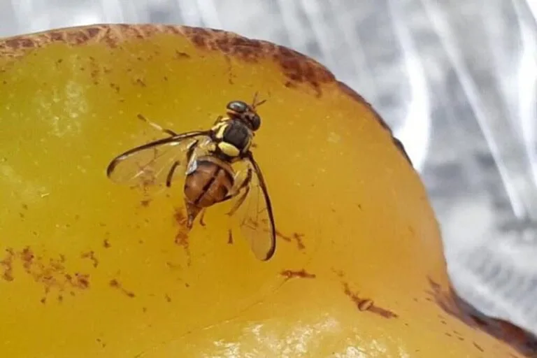 Mapa coloca Acre entre estados de alto risco para introdução da mosca-da-carambola