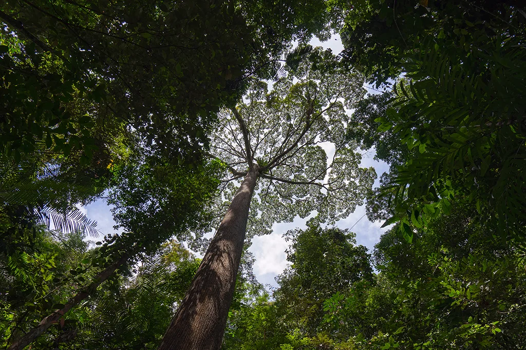 Maiores árvores do mundo podem guardar o segredo para lidar com as secas