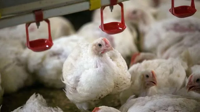 Landwirtschaft: 200.000 Hähnchen: Behörde genehmigt Mastbetrieb