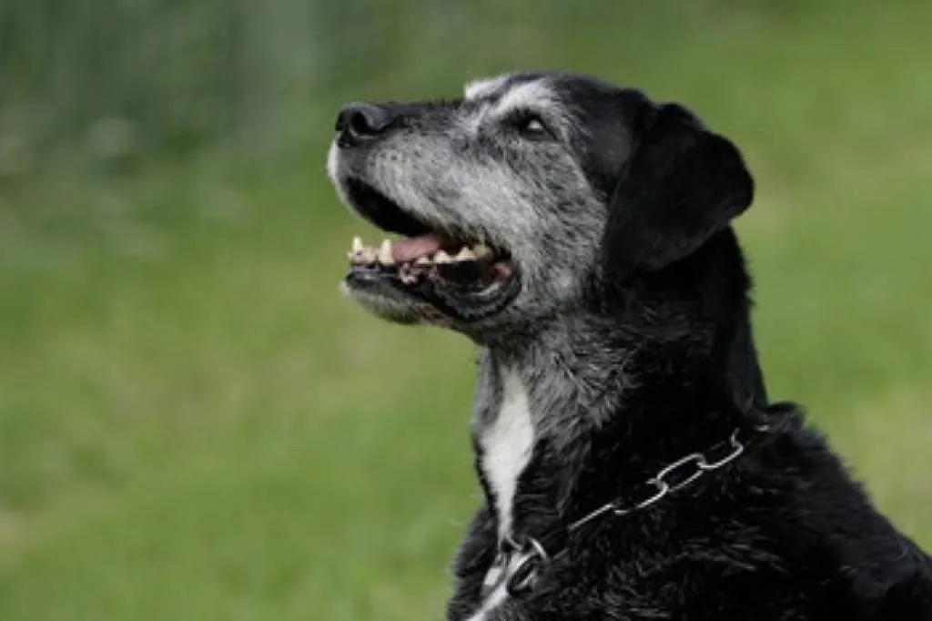 Cão idoso pode ser ativo; saiba como ajudar seu pet a envelhecer com saúde