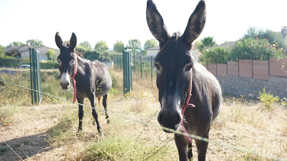 "Les animaux font ça naturellement" : aux Matelles, l'écopâturage permet de débroussailler pour éviter les incendies