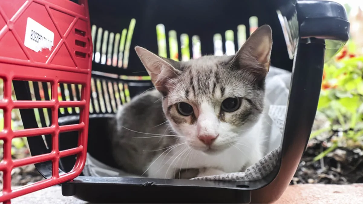 Curitiba faz três mutirões para castração de cães e gatos. Veja onde e como se inscrever