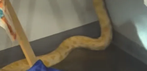 Cobra é acusada de provocar incêndio em escola dos EUA; professora defende