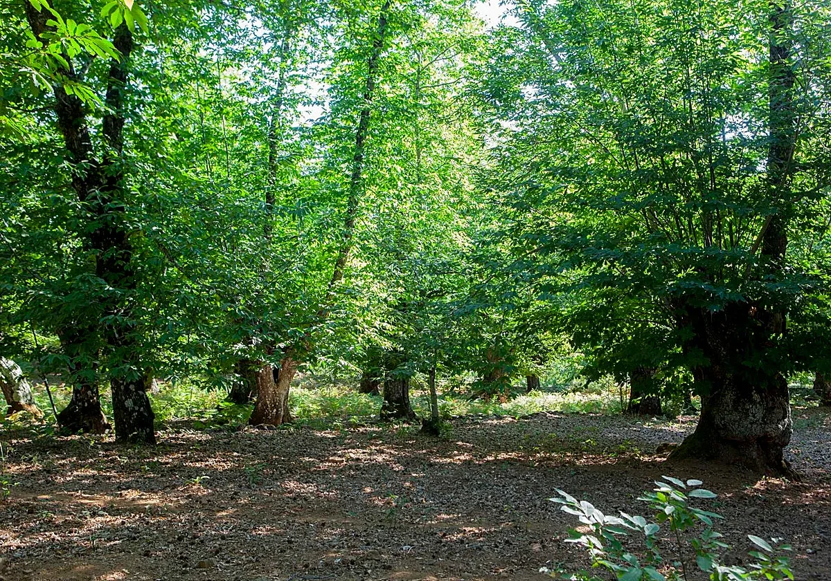 Hay un bosque en Huelva que en otoño parece sacado de un cuento: castaños centenarios, senderos y pequeños pueblos blancos
