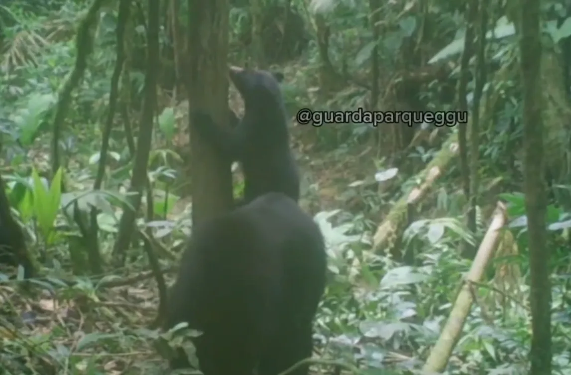 Video | Guardaparques Universitarios documenta crecimiento de crías de oso frontino en Lara