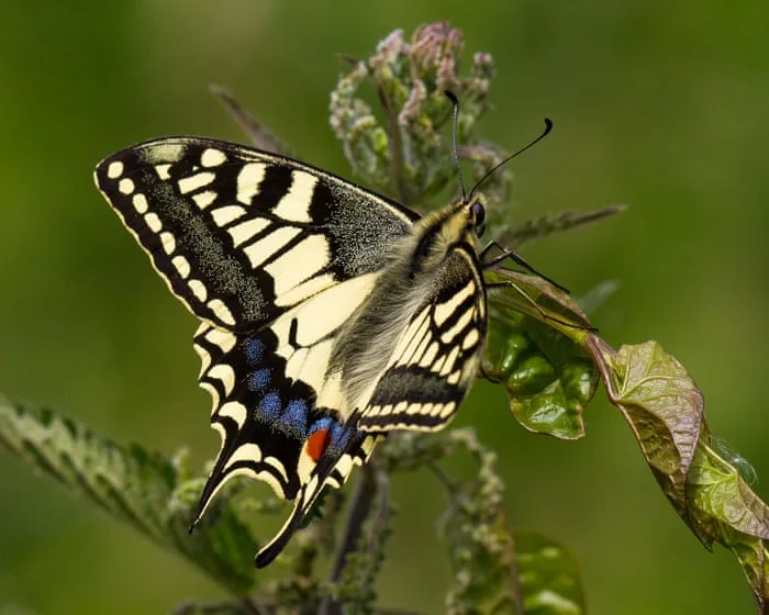 Vaccines for ash trees and gene-edited butterflies among UK projects to get £30m funding