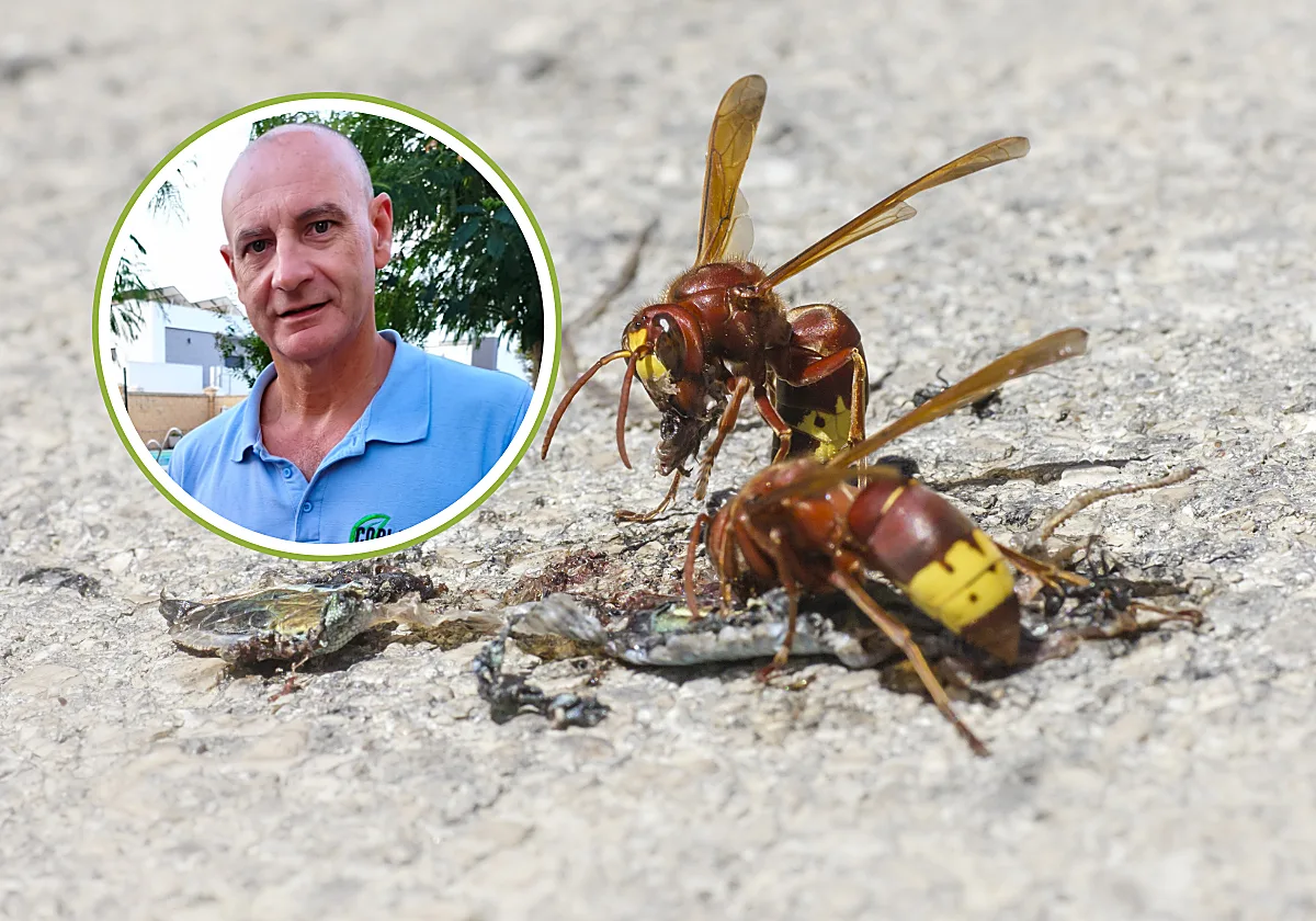 Daniel Gómez, experto en avispón oriental: «Si se posa sobre nosotros, hay que dejar que se vaya por sí solo»