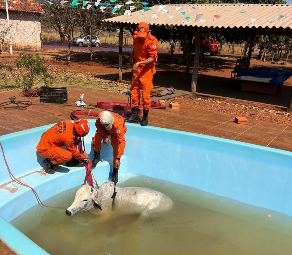 Vídeo: boi cai em piscina e é resgatado com pá-carregadeira em MT