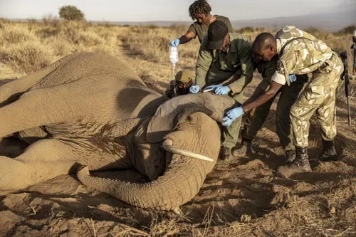 'How many will die?': the mysterious ailment killing Kenyan elephants
