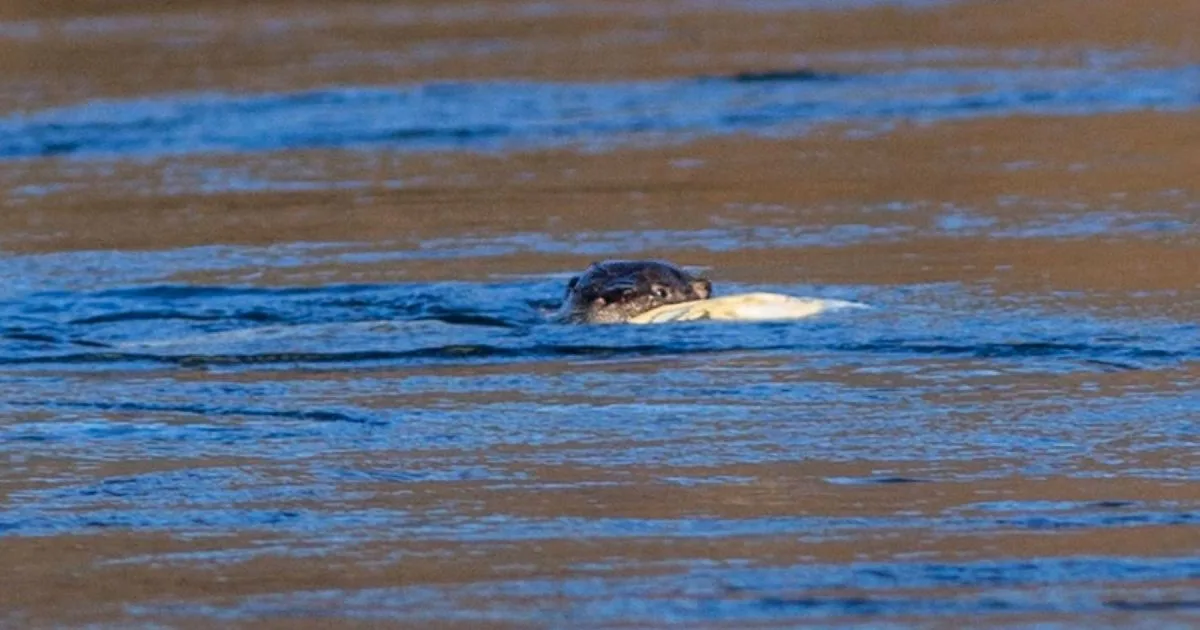 El regreso de una joya a la Patagonia: tras 40 años, detectan señales del huillín en Los Alerces