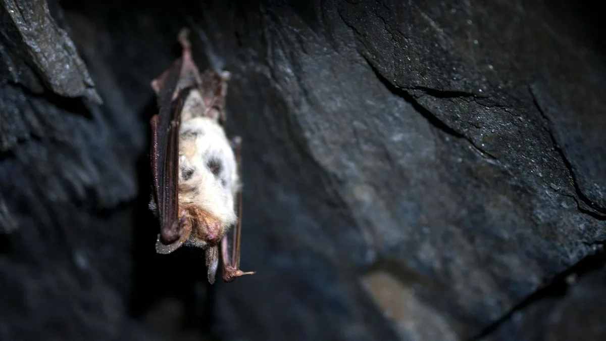 Tiere: „Batnight“ soll auf Fledermäuse aufmerksam machen