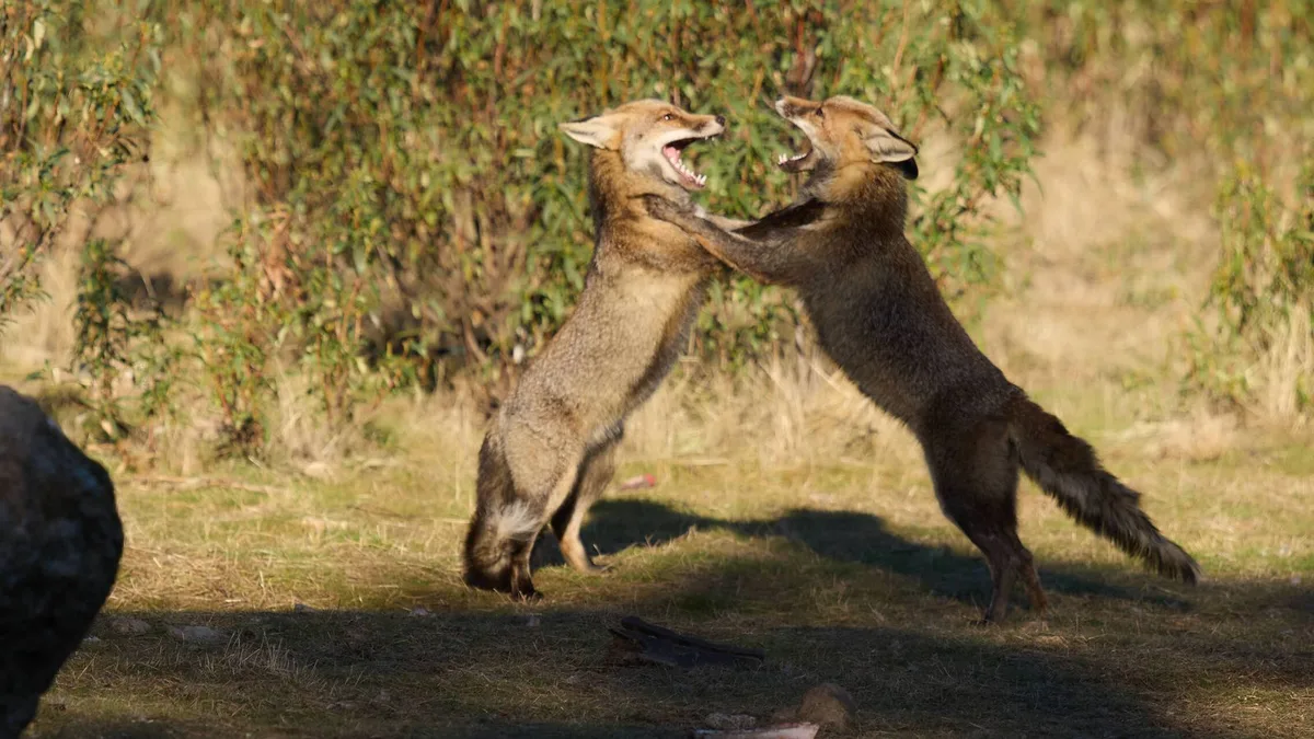¿Tienen los animales un 'sexto sentido'? Lo que se grabó durante el eclipse demuestra algo distinto