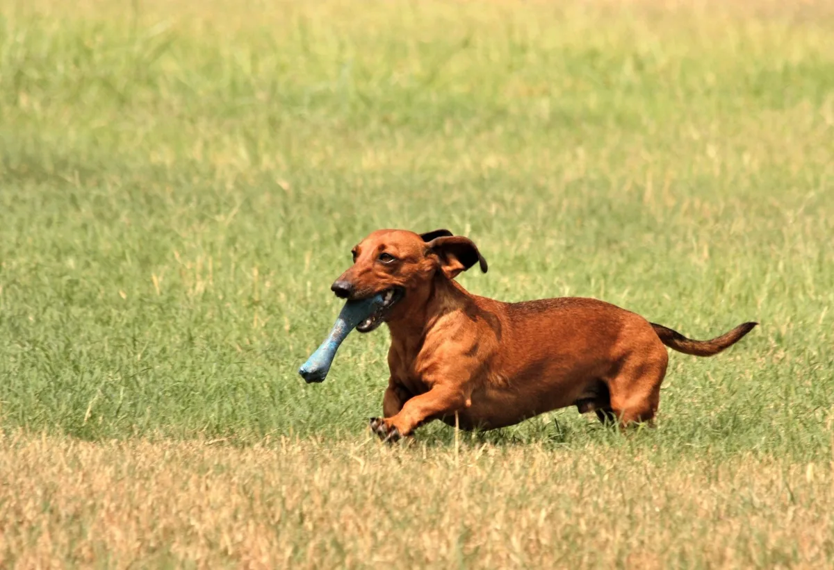 Por que os cachorros precisam morder coisas? A ciência explica