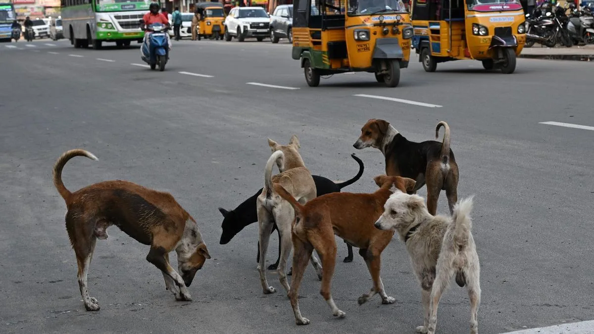 Keralam govt approves SOP for euthanasia of rabid, incurably ill stray dogs