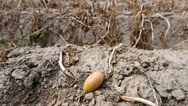 Pommes-Krise: Trockenheit bringt nur kleine Kartoffeln