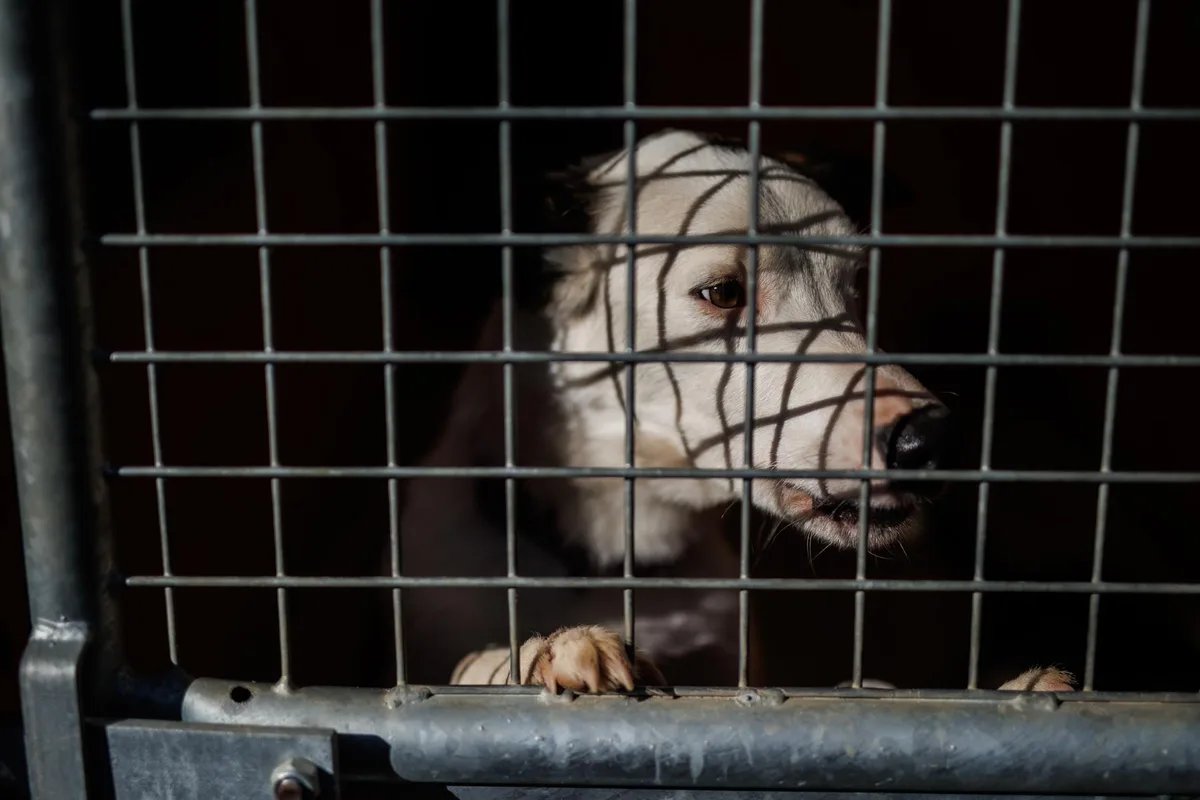 El maltrato animal concentra más de 1.200 procedimientos judiciales en 2025