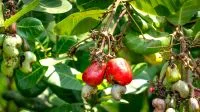 Suco 100% fruta, néctar e refresco: descubra a diferença de cada produto pelo rótulo, segundo especialista