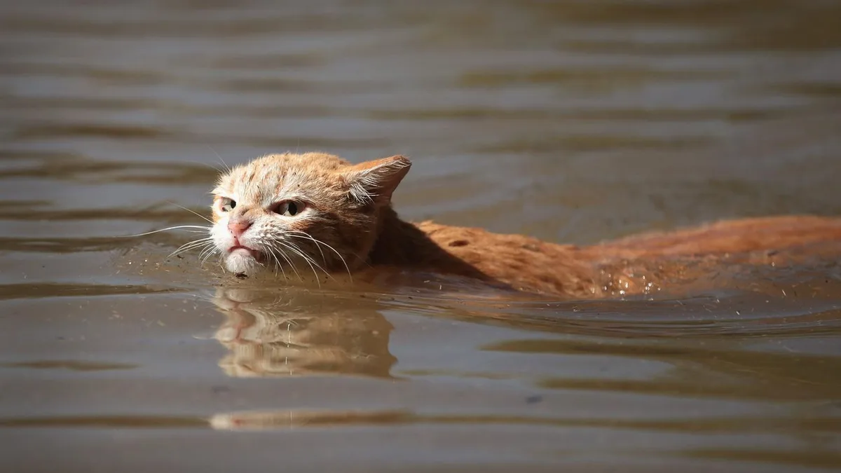 In Baden-Baden: Katze dreht Wasserhahn in der Küche auf und flutet Haus