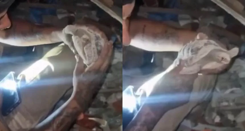 EN VIDEO: Encontraron a una tortuga viva entre los escombros de Residencia Caribe tras 69 días de los terremotos