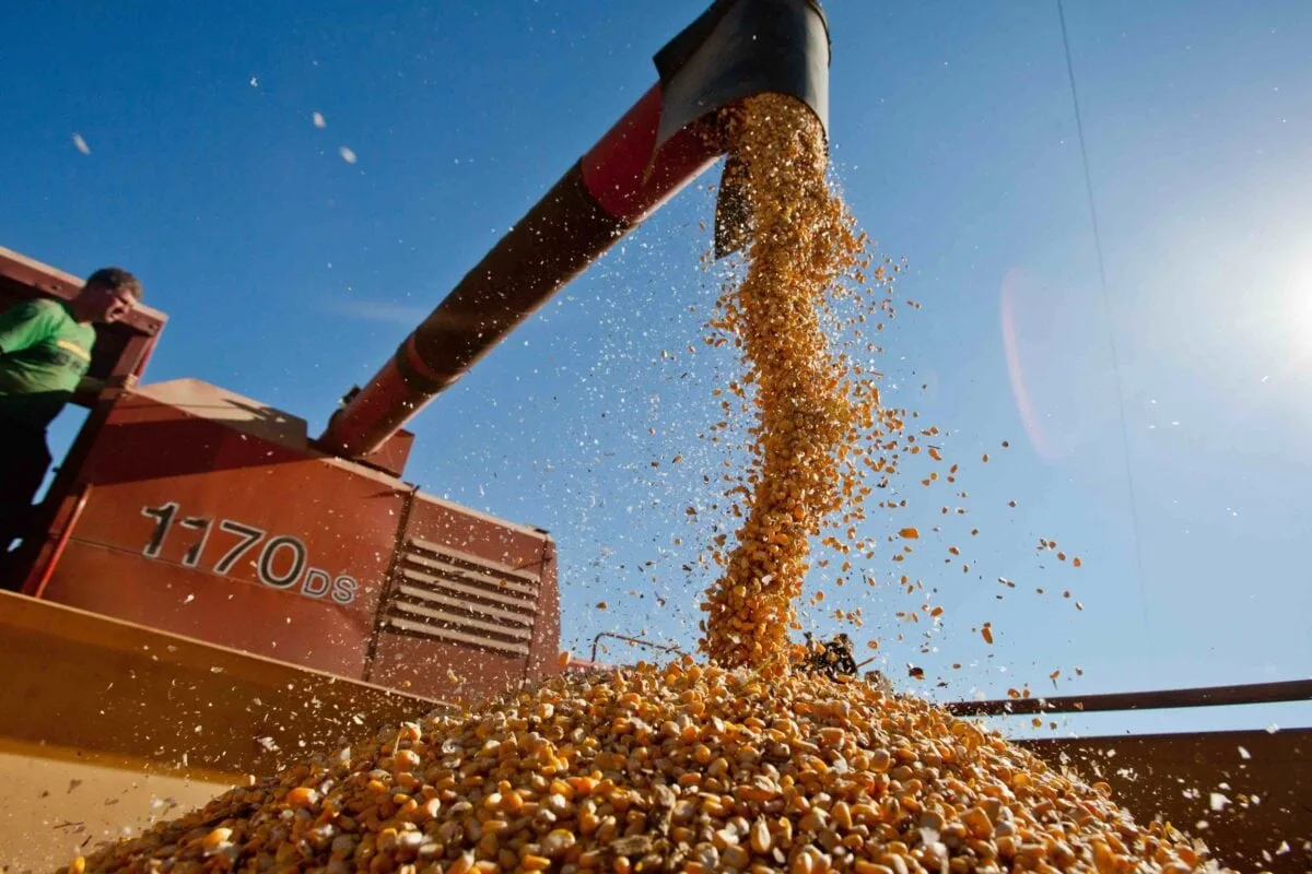 Milho valoriza quase 8% no Acre e saca sai a R$ 70,00