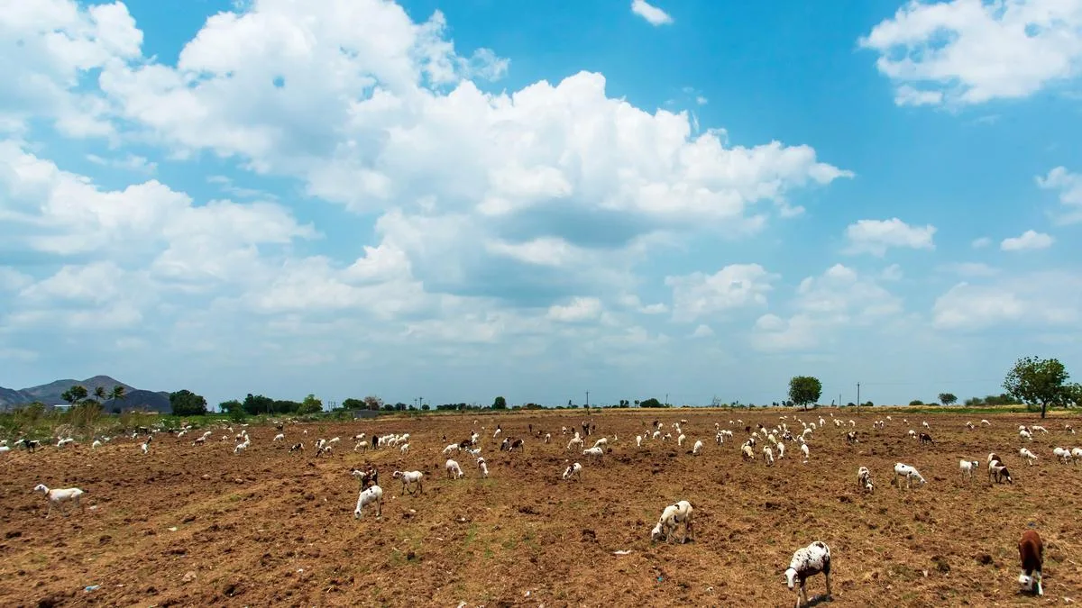 Seven low-pressure systems, but little rain relief for Andhra Pradesh