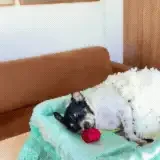 Cadela que morreu com família em acidente é cremada neste sábado