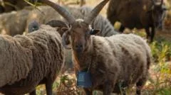GPS collars making shepherds' lives 'much easier'