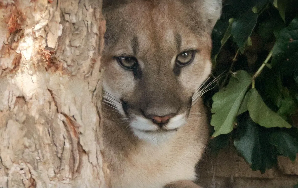 Injured mountain lion found in a San Dimas neighborhood was euthanized, wildlife officials say