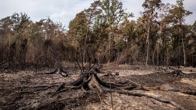 NRW: Waldbrand im Hürtgenwald laut Bürgermeister gelöscht