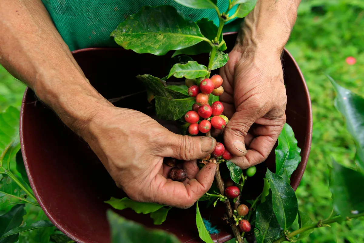 Café panameño logra otro récord mundial en una subasta privada