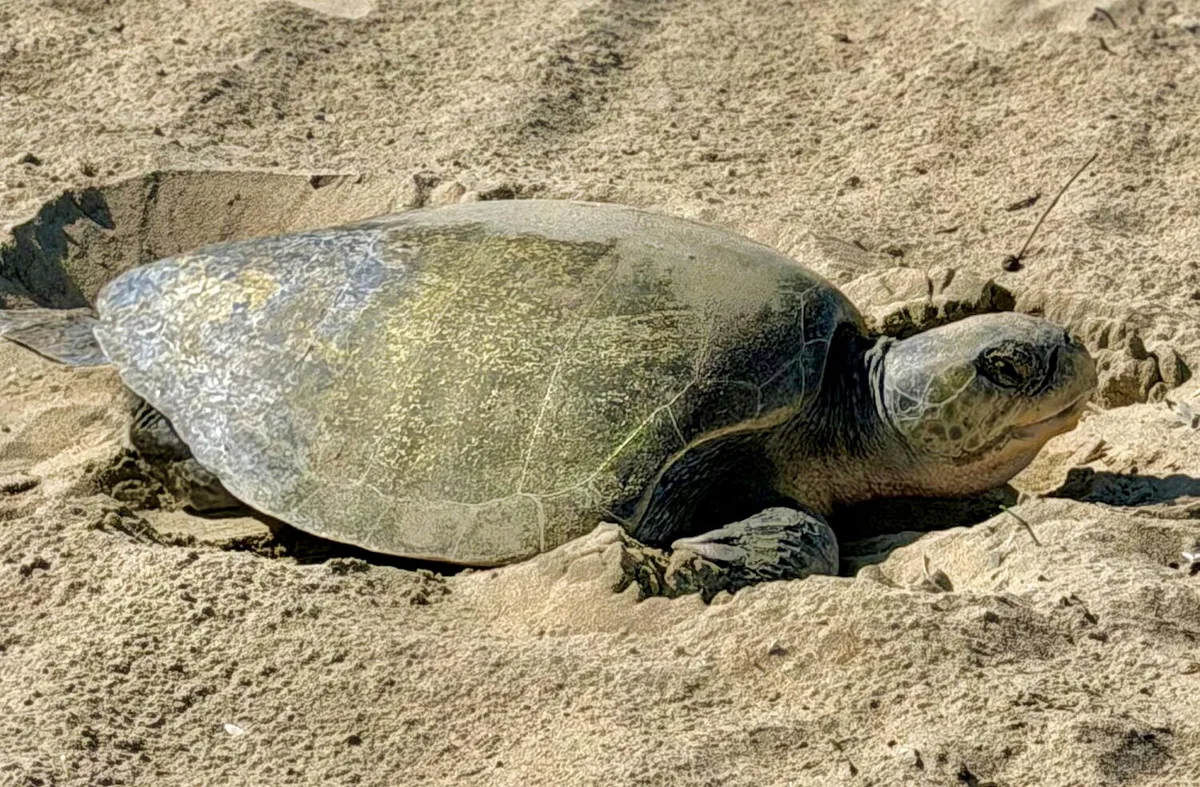 Sea turtle laying eggs at Huntington Beach is first known instance of nesting on West Coast