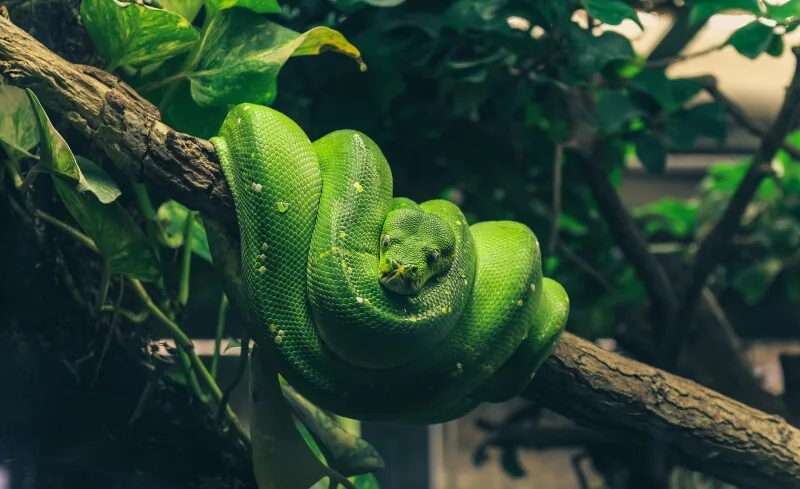 Python 3.15 goes global with UTF-8 support