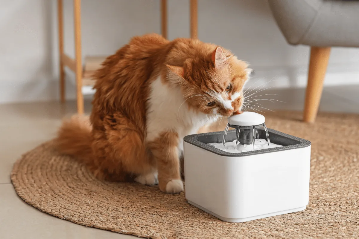 Seu pet está bebendo água o suficiente? Saiba como acompanhar a quantidade ingerida