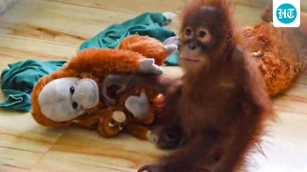 Rescued baby orangutan falls ill at Odisha's Nandankanan zoo, officials on alert