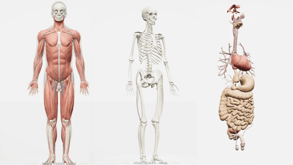 無料で成人男性の3D解剖モデルを表示できる「Human Atlas」