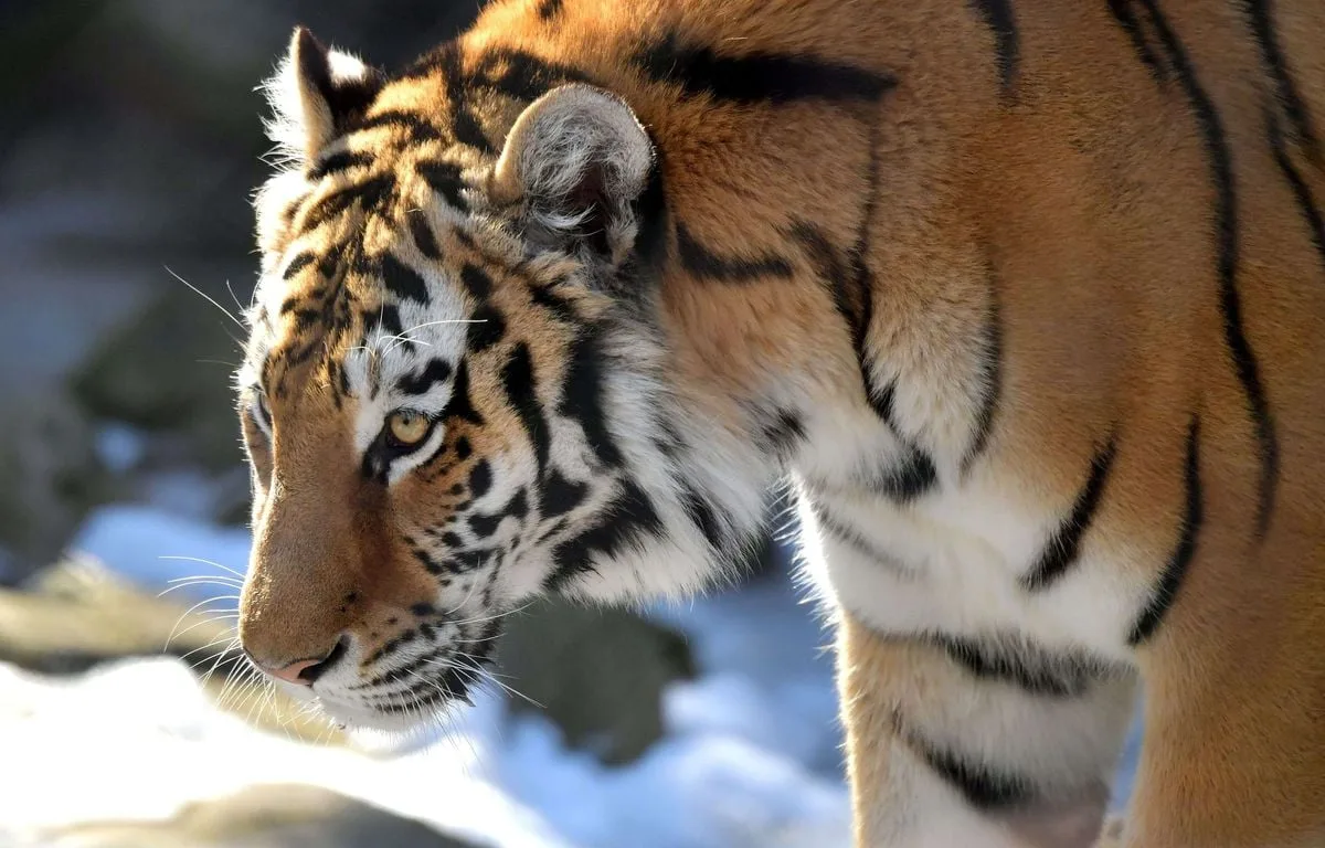 Royaume-Uni : L’homme attaqué par un tigre dans un zoo en Angleterre est mort