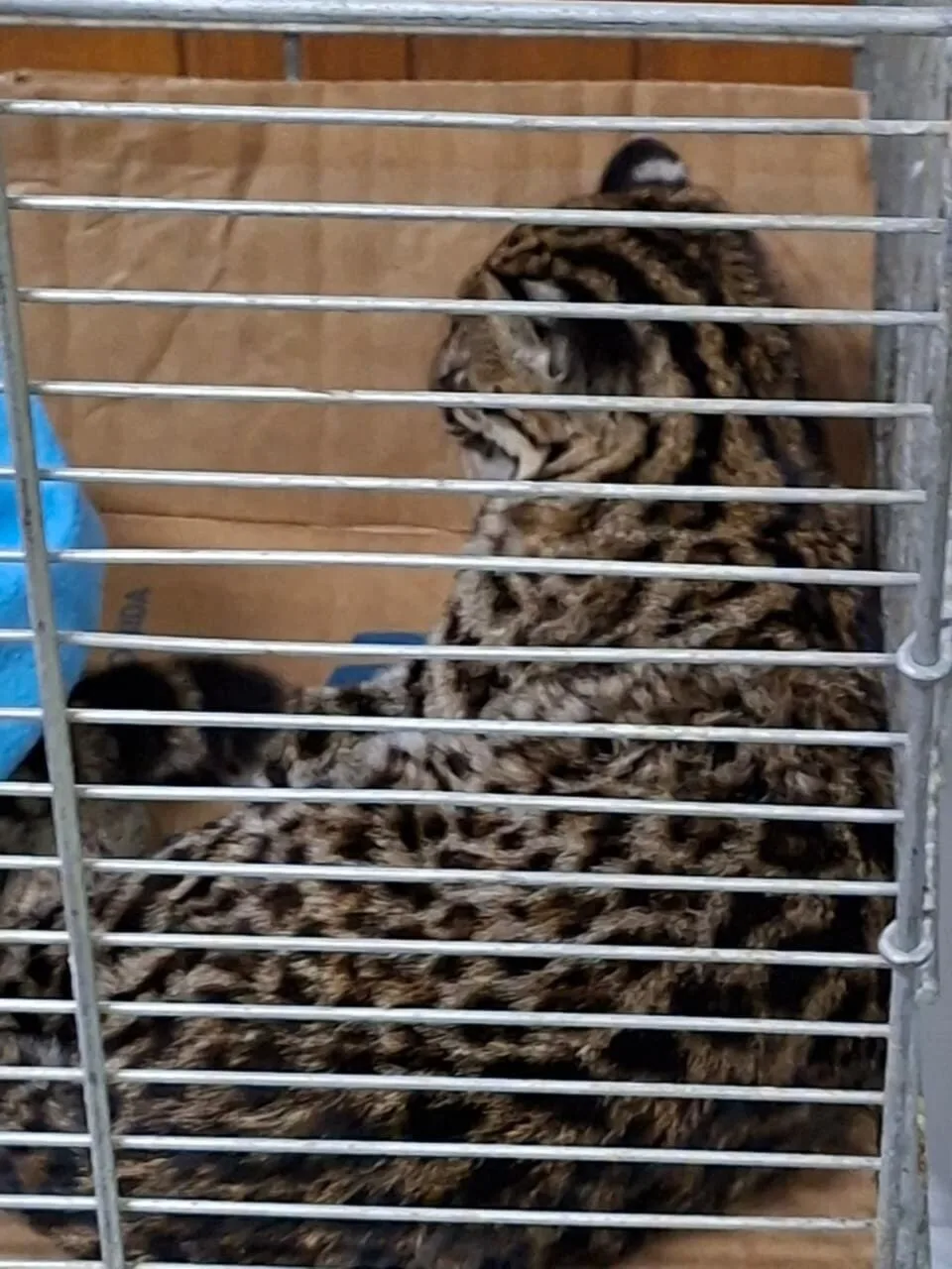 Mulher resgata gato ferido e no veterinário em Curitiba descobre que era uma jaguatirica