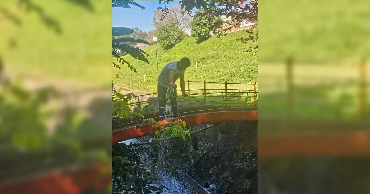 Moradores reclamam de infestação de borrachudos em Apucarana