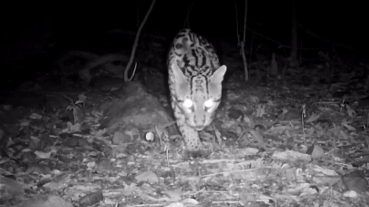 Jaguatirica é registrada por câmeras em reserva ambiental na Serra Gaúcha