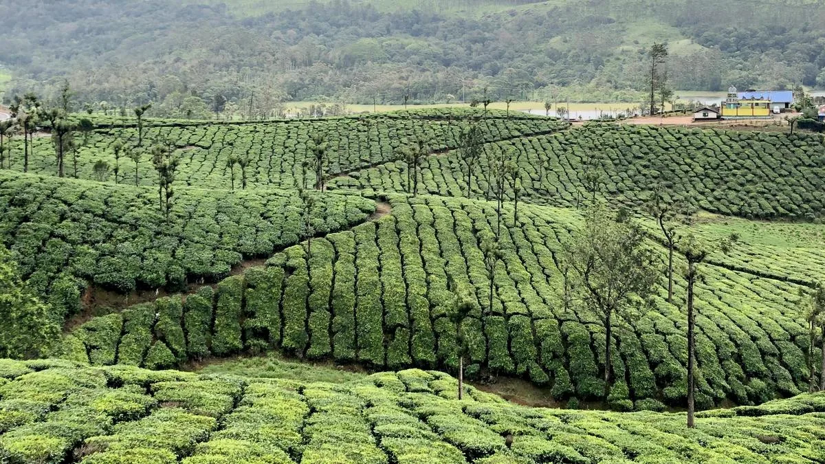 New research station to be set up in Idukki to ensure productivity in plantation sector