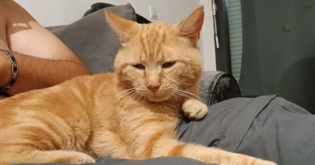 Lyon. Il retrouve son chat Petit Cœur trois mois après l’avoir perdu sur une aire d’autoroute : « Je n’ai jamais cessé de le chercher »