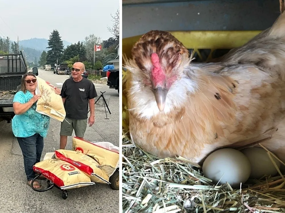 Why a Summerland Farmer Isn’t Leaving Her Chickens