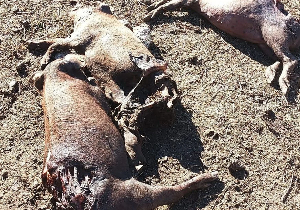 La «impotencia» de una explotación de Salamanca tras otro ataque de los lobos: cuatro cerdos y un ternero muertos