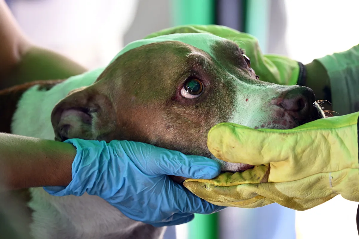 Fundación Haghenbeck denuncia a Sedema por ocultar información sobre perros y gatos rescatados en Cuajimalpa
