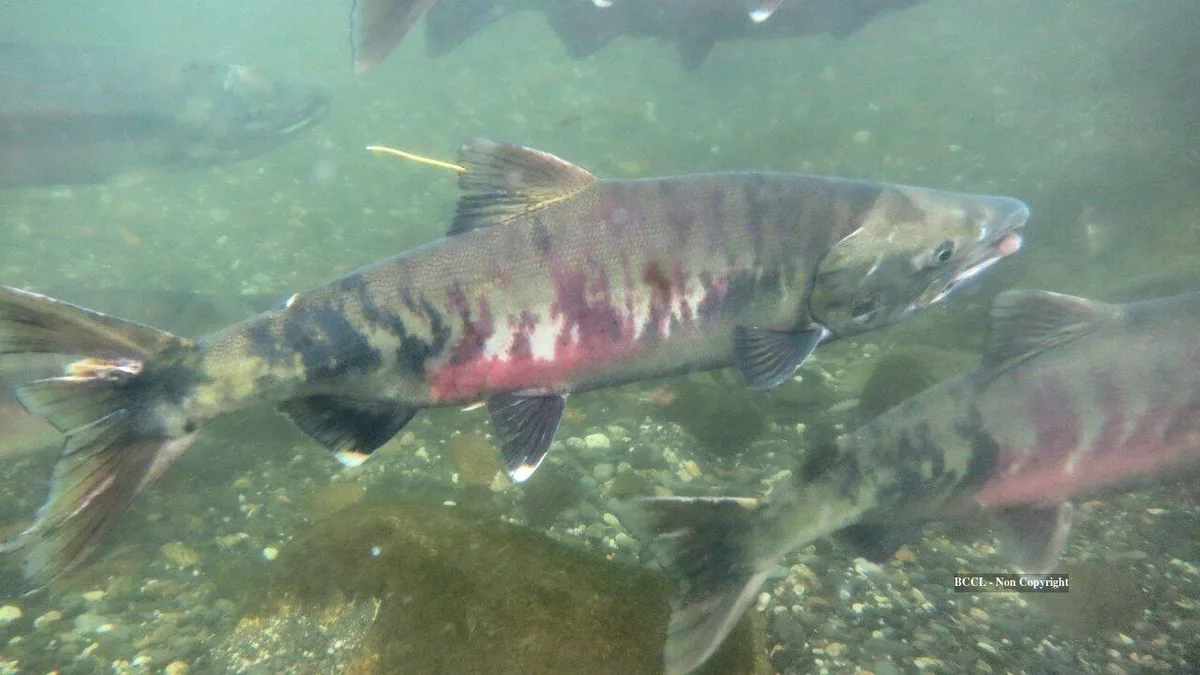 Washington watershed sees chum salmon surge as river restoration nears completion