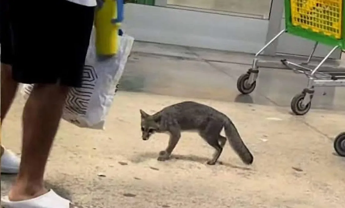Sacrifican a zorra gris vista en centro comercial de Cancún: Tenía rabia y atacó a una bebé de un año