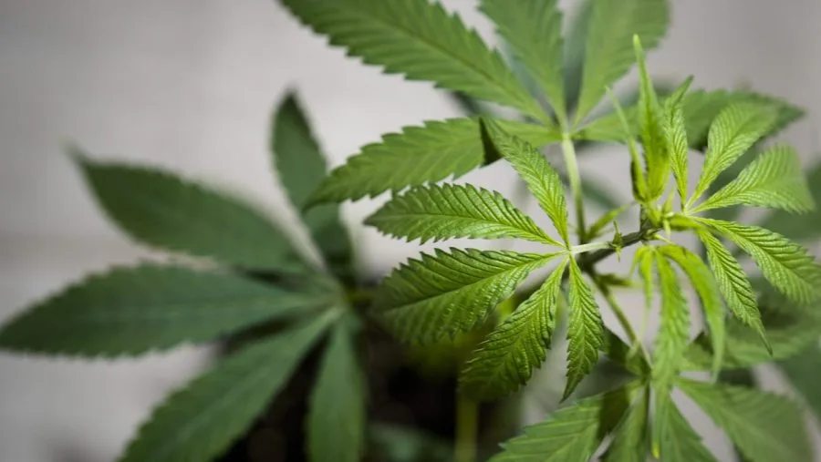 House passes postponement on hemp ban