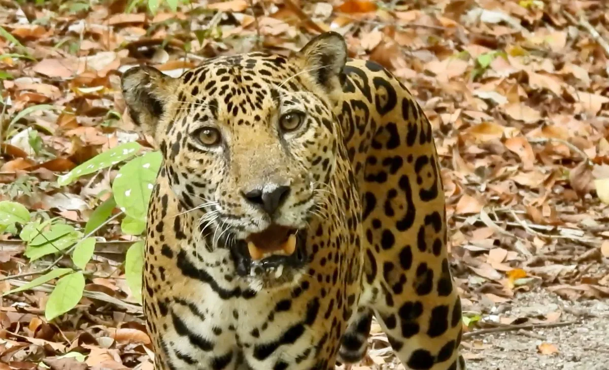 Desde jaguares hasta pumas: La vida silvestre en la Selva Maya de Guatemala